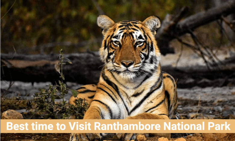 best time to visit ranthambore national park