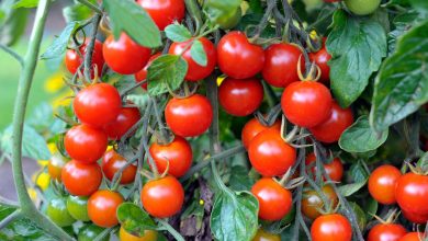 Photo of Growing Juicy Tomatoes: A Gardener’s Guide 